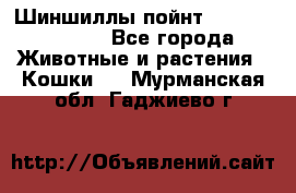 Шиншиллы пойнт ns1133,ny1133. - Все города Животные и растения » Кошки   . Мурманская обл.,Гаджиево г.